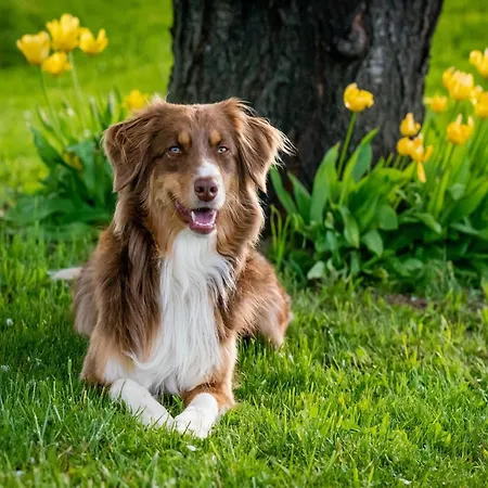 Luxury In France With Pool And Garden Βίλα *