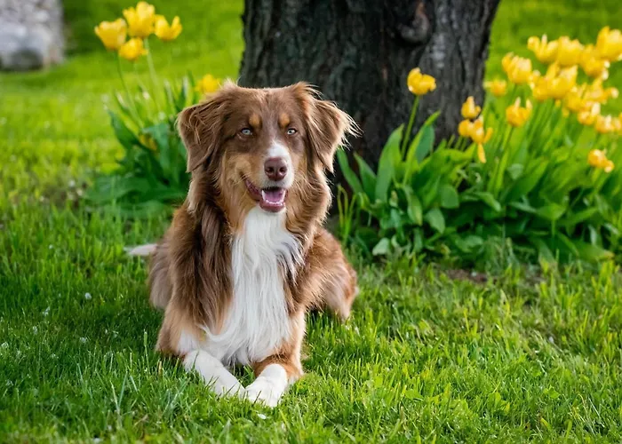 Luxury In France With Pool And Garden Villa *